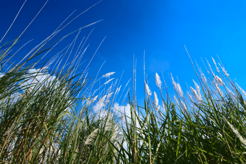 Image_miscanthus
